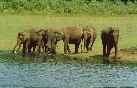 Periyar Wild life